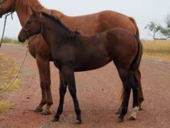 Whiskey Up Krill JW <BR>AQHA 6157590